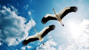 Qulaq eşitdiyindən