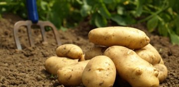 Kartof – ikinci çörək